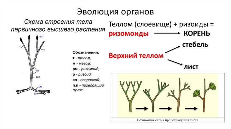 Заголовок