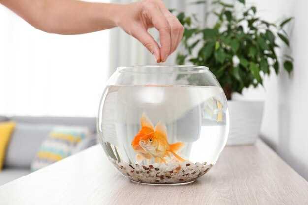 Значение и варианта перевода слова Fish tank