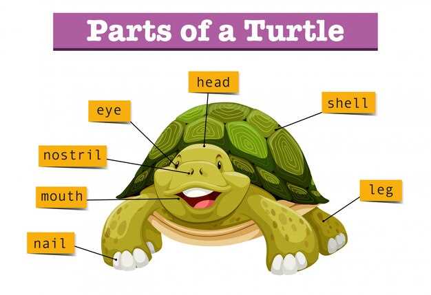 История и происхождение слова Tortue в языках и культуре