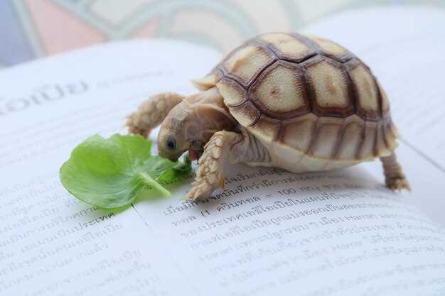 Практическое применение и значение Tortue в современном контексте