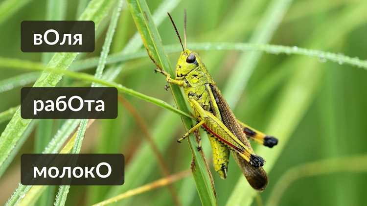 Роль акцента в языке и коммуникации
