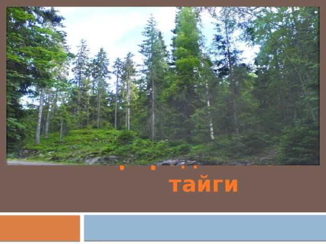 Погрузись