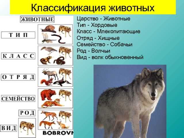 Получите